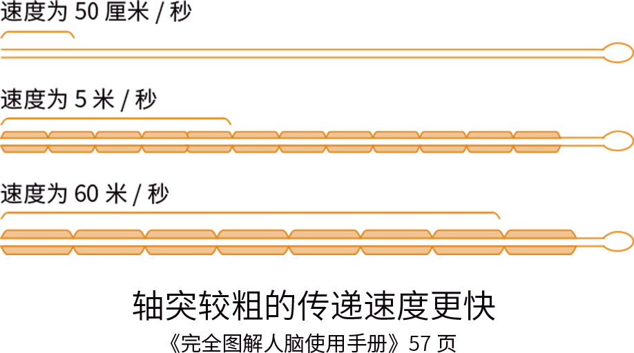 富氧让你的大脑效率从2G变5G！ image3