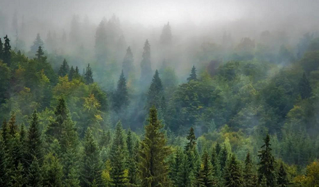 植树节|p站app下载地板构建健康家居，呵护地球生态